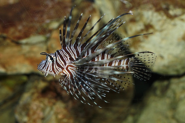 Photo poisson araignée