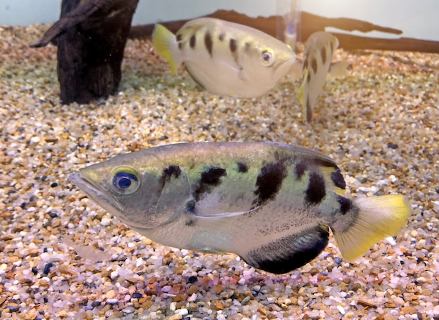 Poisson archer ou poisson-mouche (Toxotidae) en aquarium.