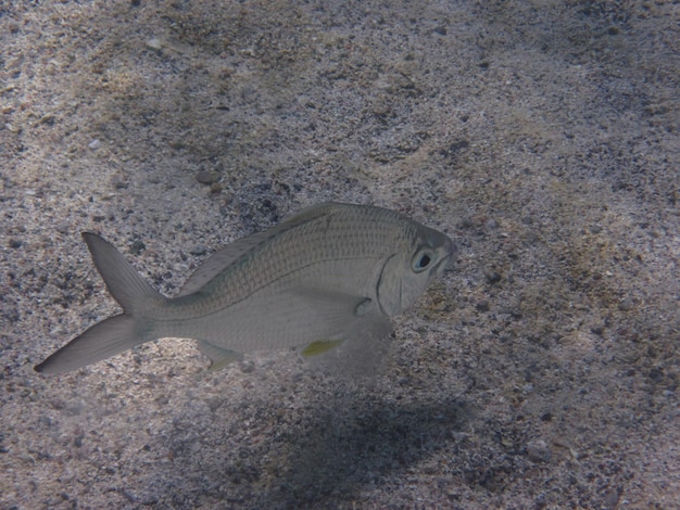 Photo poisson d'argent