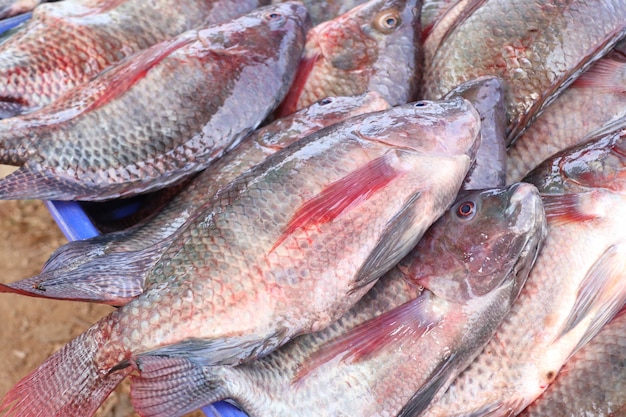 Photo poisson au marché