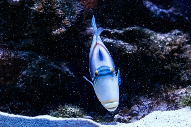 Poisson baliste peint Rhinecanthus aculeatus close up