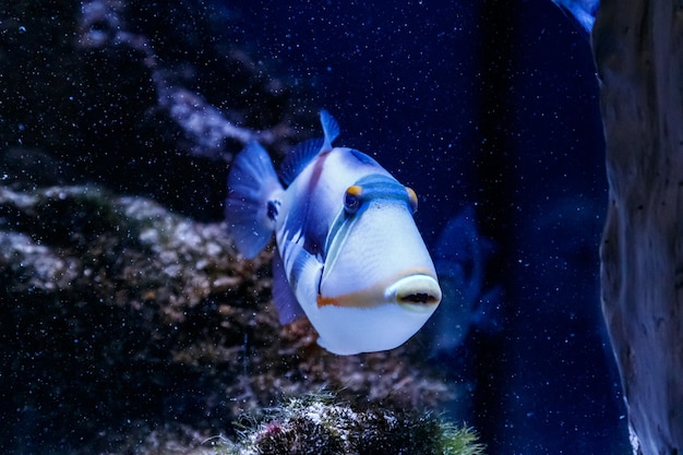 Poisson baliste peint Rhinecanthus aculeatus