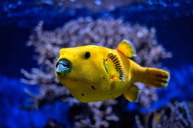 Photo poisson-ballon jaune doré sous l'eau