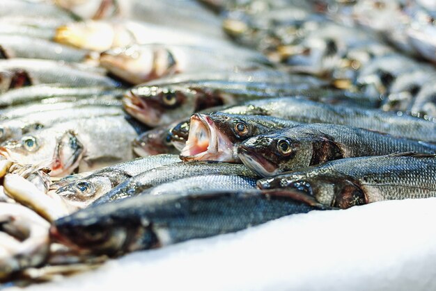 Poisson de bar sur glace vendu en supermarché