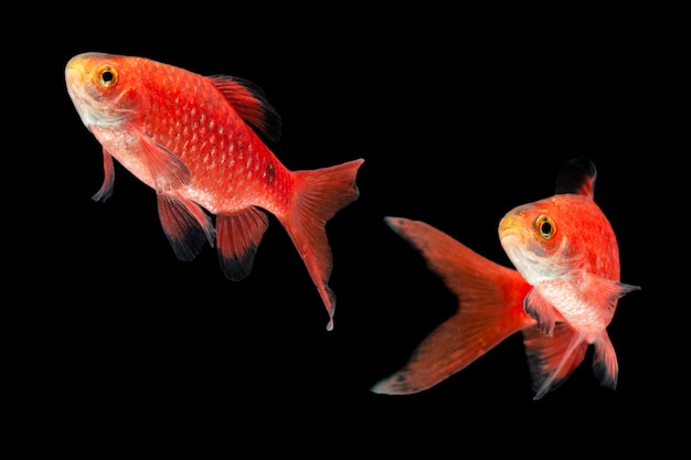 Poisson à barbe nageant dans un aquarium