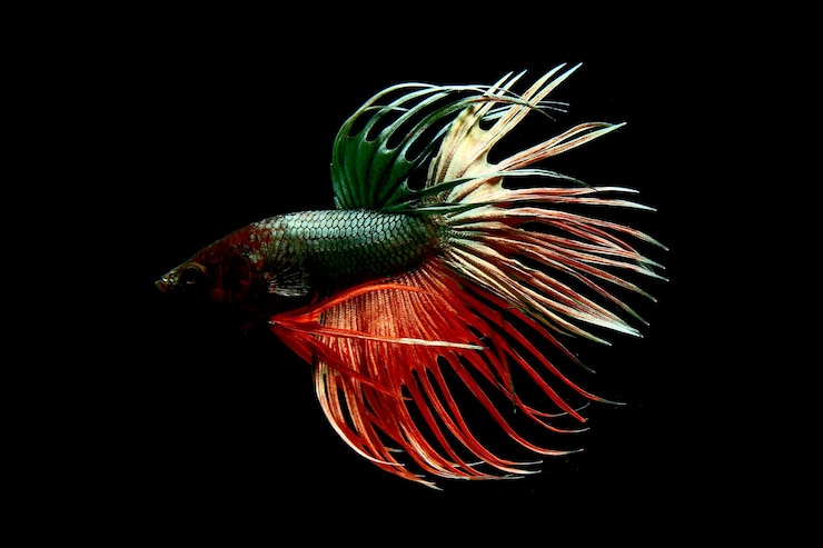 Photo poisson de bataille siamois sur un fond noir isolé