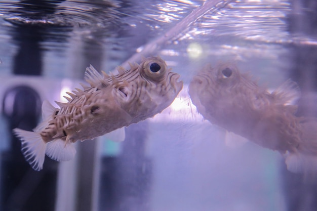 Un poisson beige clair avec des épines et de grands yeux nage près de l'aquarium en verre