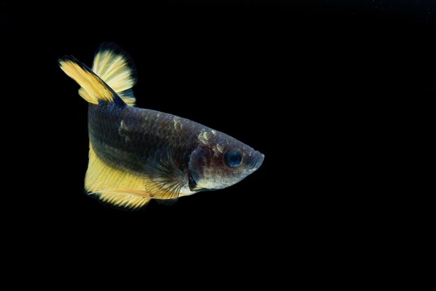 Poisson bêta sur fond noir Poisson combattant siamois sur fond noir