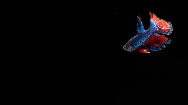 Poisson Betta bleu avec fond noir solide