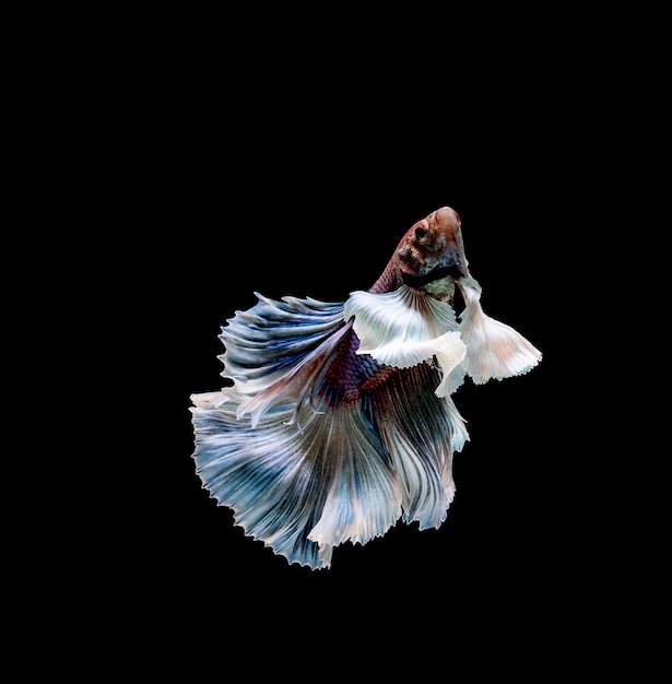 Poisson betta, combats siamois, betta splendens isolé