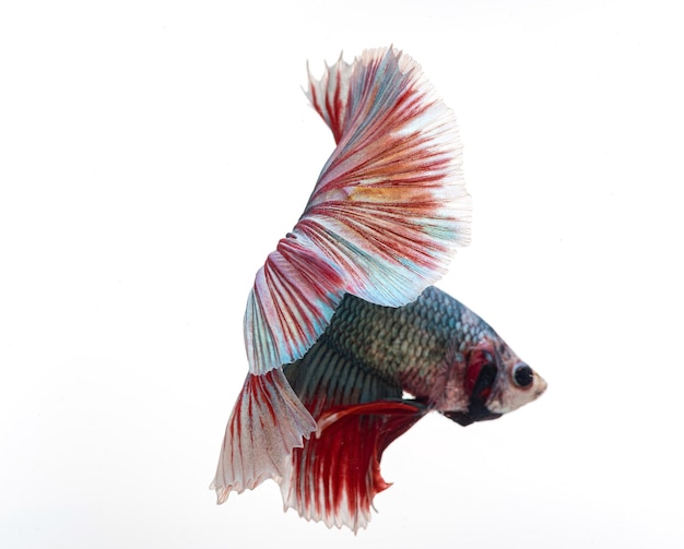 Poisson betta demi-lune poisson combattant siamois betta splendens