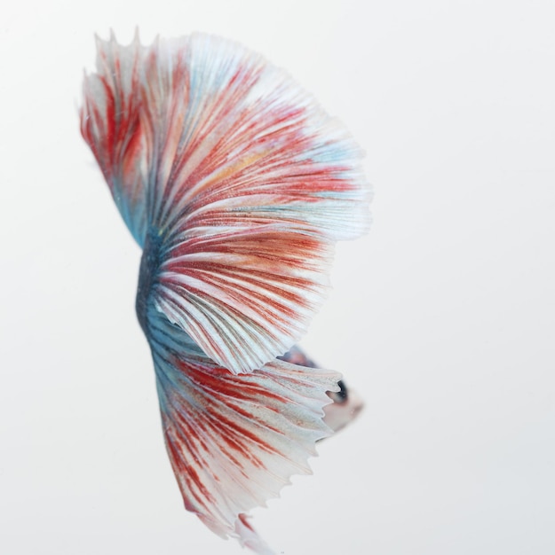 Poisson betta demi-lune poisson combattant siamois betta splendens