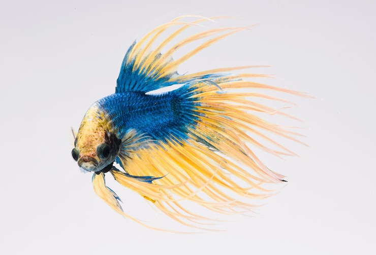 Photo poisson betta demi-lune poisson combattant siamois betta splendens