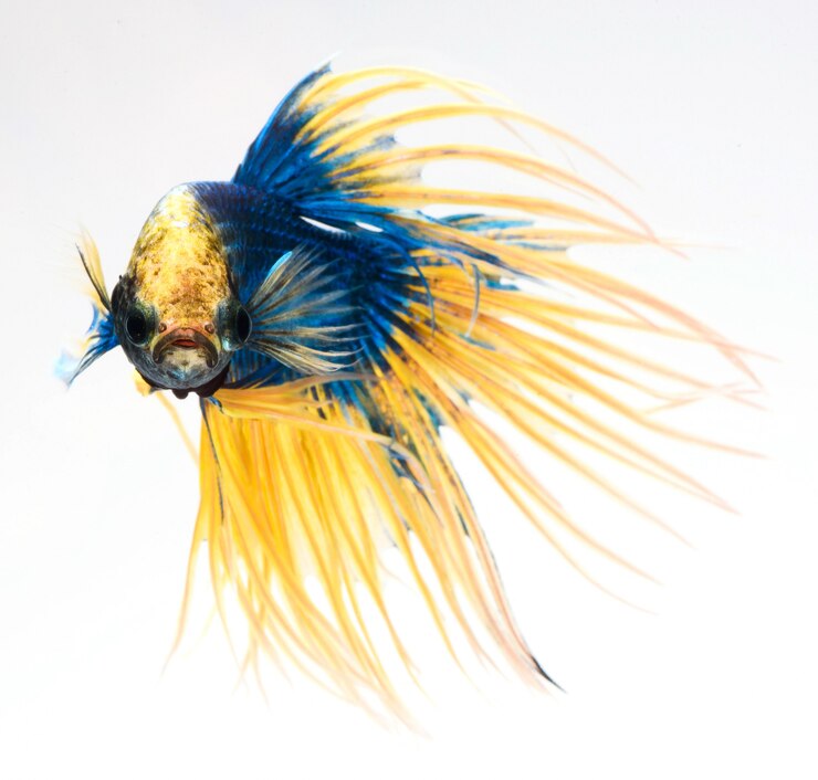 Photo poisson betta demi-lune, poisson combattant siamois, betta splendens