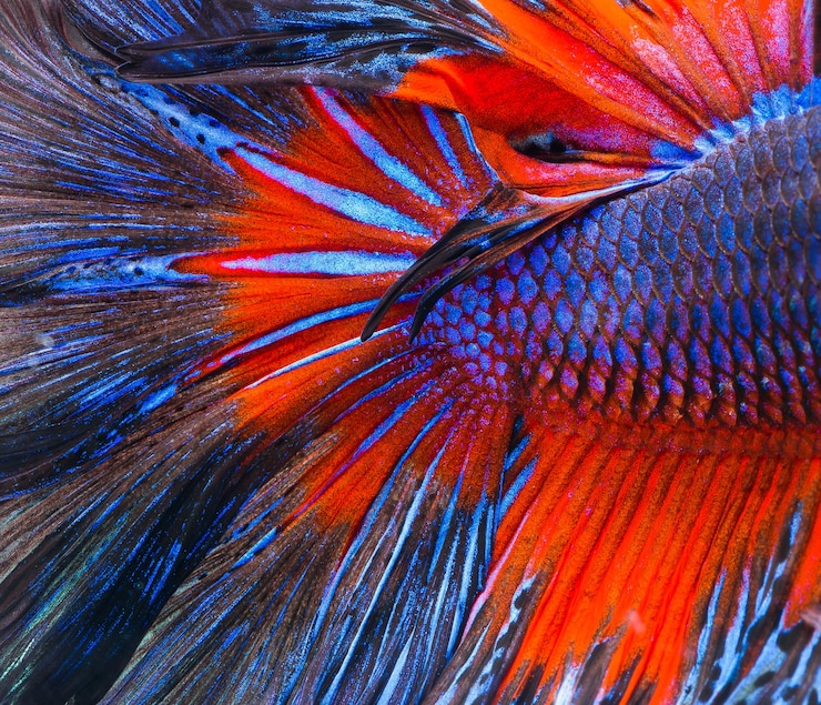 Photo poisson-betta demi-lune, poisson combattant siamois, capture de poisson en mouvement, betta splendens