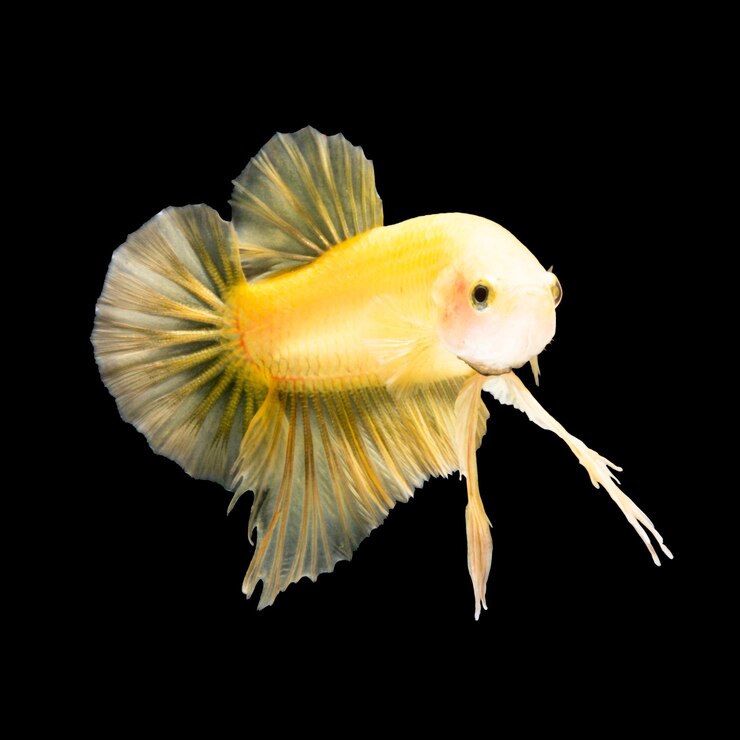Photo poisson betta sur fond noir