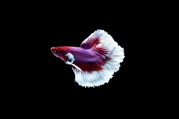 Photo le poisson betta à la lavande betta à la demi-lune betta splendens isolé sur fond noir