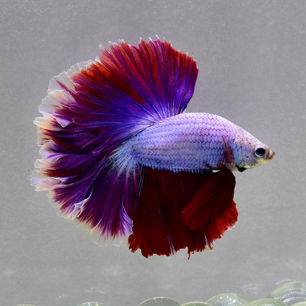 Photo poisson betta multicolore demi-lune de thaïlande ou poisson de combat siamois isolé sur un fond gris