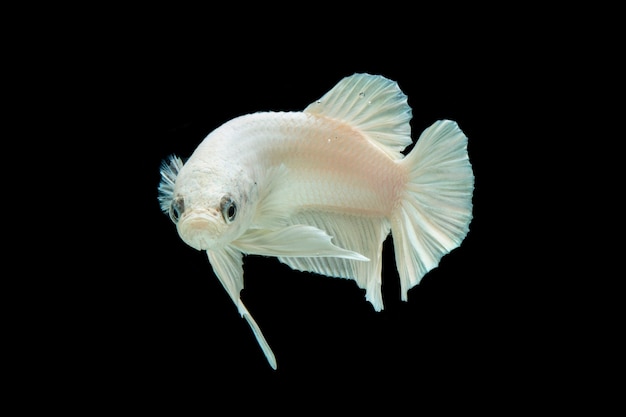 Poisson Betta Platine Blanc, Poisson De Combat Siamois Sur Fond Noir