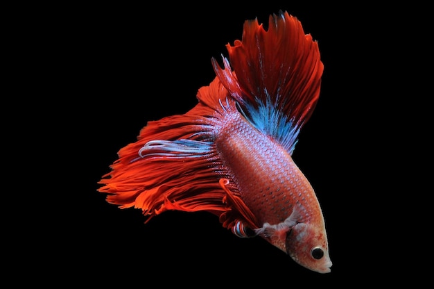 Poisson Betta poisson de combat siamois betta splendens isolé sur fond noir betta rouge