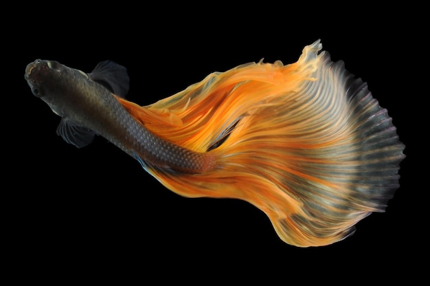 Photo poisson betta poisson de combat siamois betta splendens isolé sur fond noir poisson sur fond noir