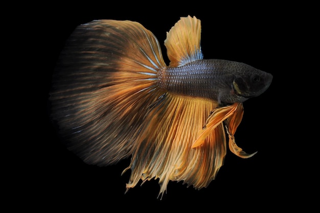 Photo poisson betta poisson de combat siamois betta splendens isolé sur fond noir poisson sur fond noir