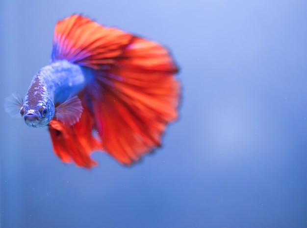 Poisson Betta, poisson de combat siamois isolé sur bleu