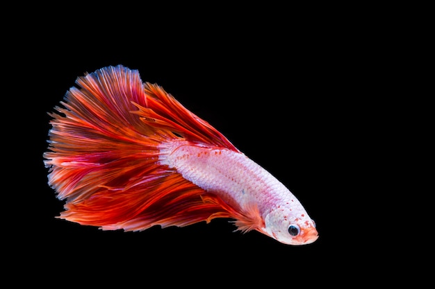 Poisson betta rose et rouge, poisson de combat siamois sur fond noir