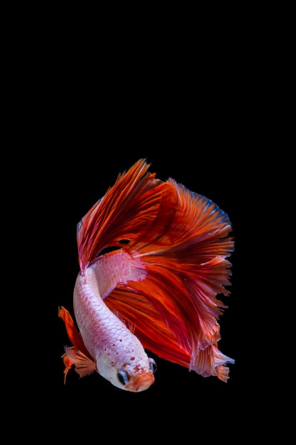 Poisson Betta Rose Et Rouge, Poisson De Combat Siamois Sur Fond Noir