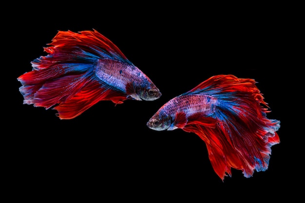 Poisson betta rouge et bleu, poisson de combat siamois sur fond noir