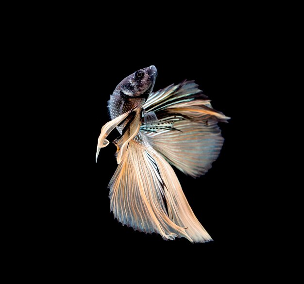 Photo poisson betta siamois combat poisson betta splendens isolé sur fond noir