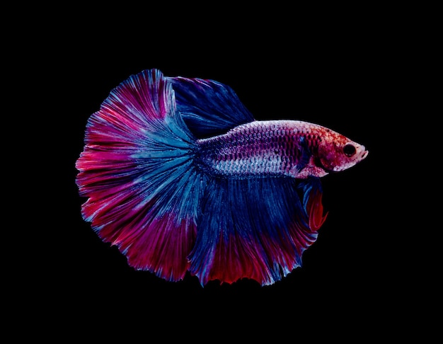 Poisson betta splendens demi-lune bleu et rouge sur fond noir