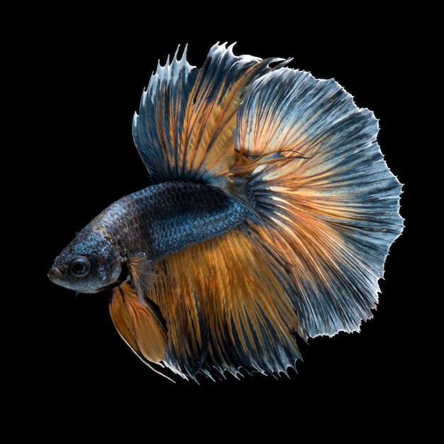 poisson Betta