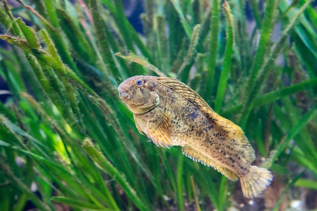 Poisson blennie coloré méditerranéen sous l'eau