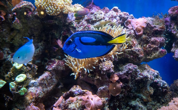 Un poisson bleu nage dans un récif de corail