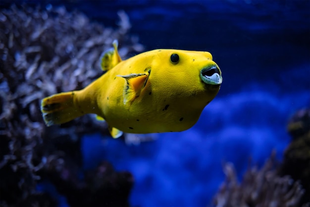 Photo poisson-bouleau jaune doré sous l'eau