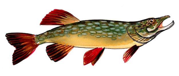 Poisson brochet sur fond blanc. Dessin à l'encre et à l'aquarelle