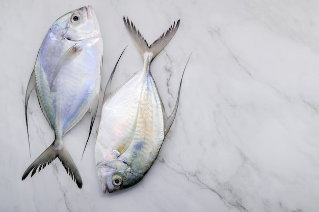 Poisson carangue frais mis en place sur fond de table de cuisine en marbre blanc. Vue de dessus et espace de copie.