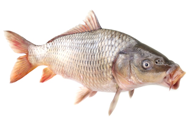 Poisson carpe sur fond blanc