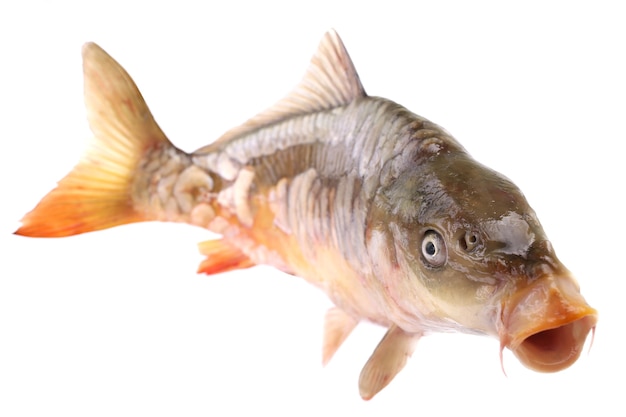 Poisson carpe sur fond blanc