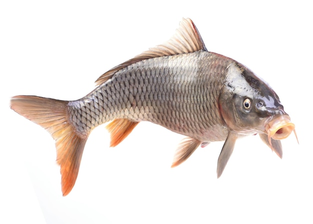 Photo poisson carpe sur fond blanc