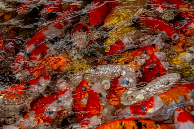 Poisson-carpe ou poisson koi nageant dans un étang