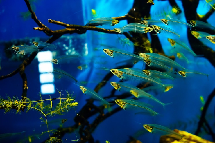 Photo le poisson-chat en verre nage dans un grand aquarium lumineux dans un troupeau