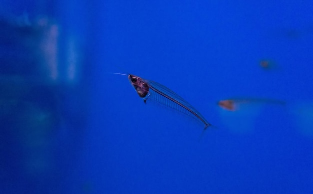 Poisson-chat en verre transparent dans l'eau bleue