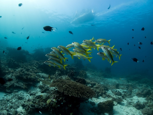 Poisson de chèvre dans le récif de corail