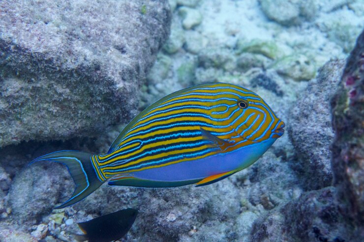 Photo poisson-chirurgien à bandes bleues acanthurus lineatus poisson de mer tropical et corallien le monde sous-marin est magnifique