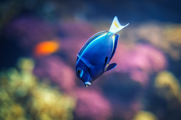 Poisson chirurgien bleu en poudre dans la mer