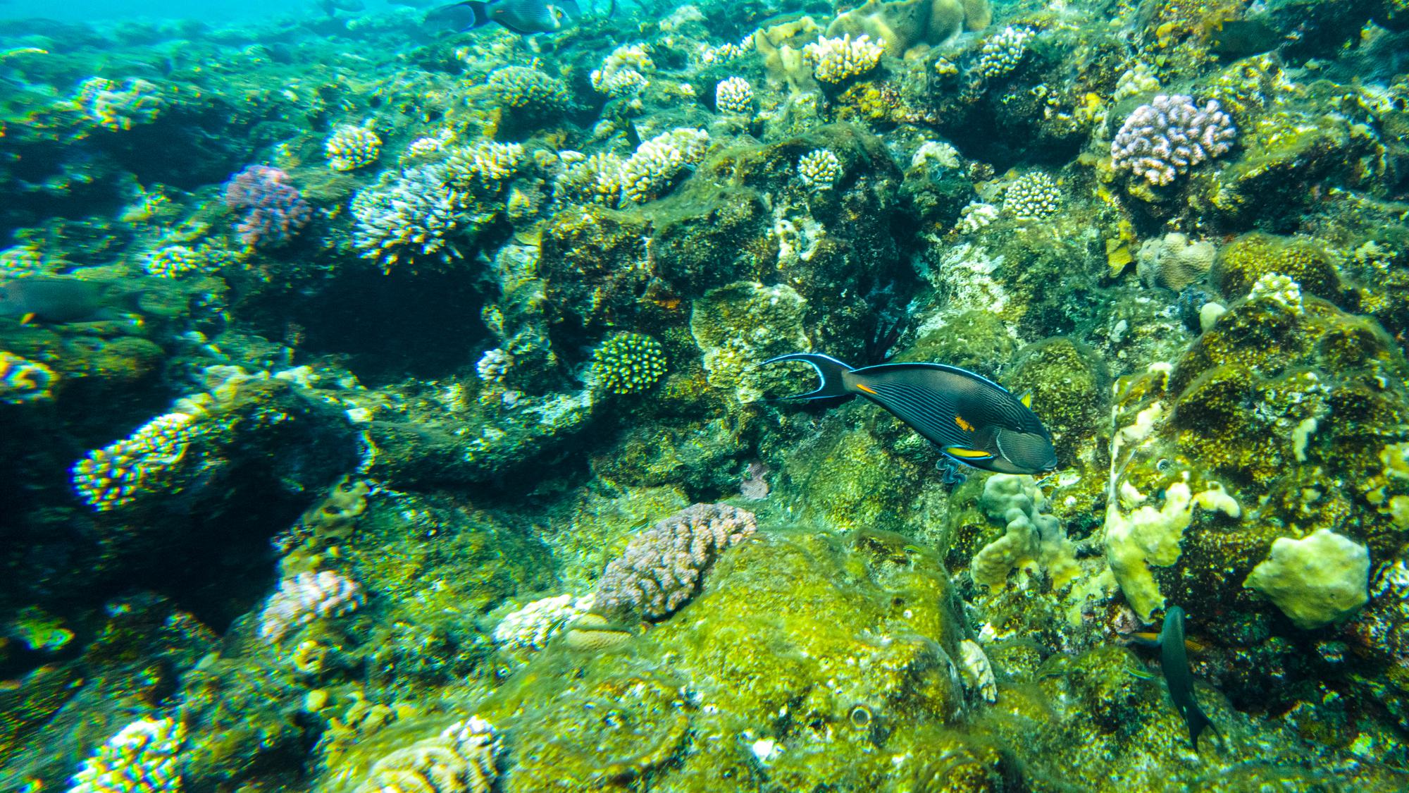 Le poisson chirurgien Sohal de la mer Rouge nage dans les eaux peu profondes près de la plage.