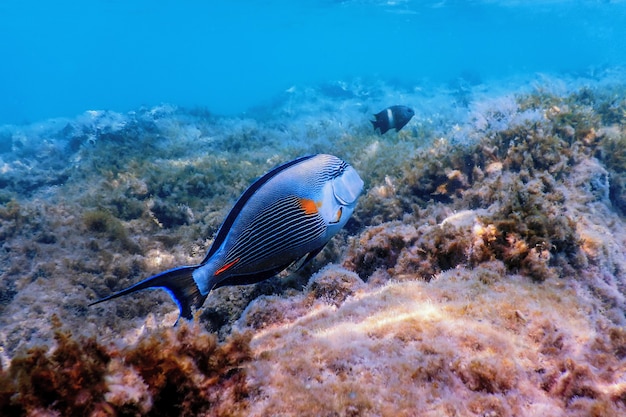 Le poisson chirurgien de Sohal, sohal tang (Acanthurus sohal) Vie marine