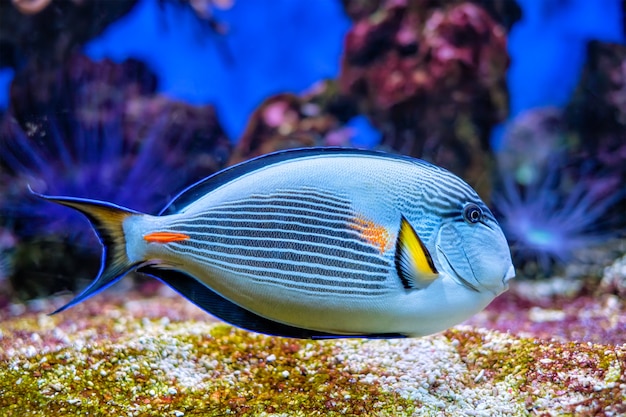 Poisson chirurgien de Sohal sous l'eau